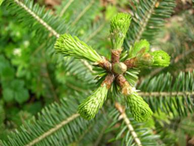 Baum_01